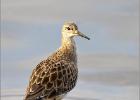 ruff in winter plumage