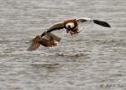 shelduck vs shoveller