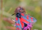 six spot burnet