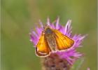 small skipper