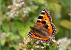 small tortoiseshell (2)