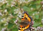 small tortoiseshell