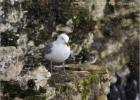 snowy gull-bempton 290313