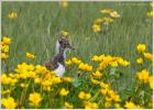 son of lapwing