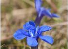 spring gentian