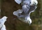 unwelcome visitor-bempton 290313