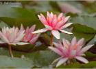 water lilly (4)