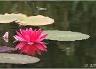 water lilly (5)