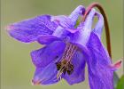 wild columbine