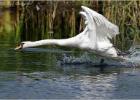 angry swan - Strumpshaw