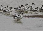 avocet convention - Minsmere