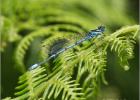 azure damselfly - Dunwich