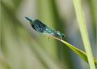 banded agrion (Agrion splendens) - Minsmere