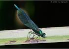 banded demoiselle - Minsmere