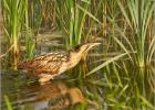 bittern (Botaurus stellaris) - Minsmere