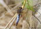 black-tailed skimmer - hickling