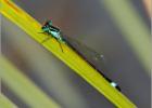 blue-tailed damselfly - Hickling