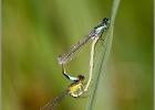 damsel embrace - hickling