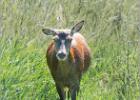 deer ear signals - Minsmere