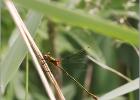 emerald damselfly-hickling