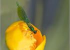 flower for a lady - Minsmere