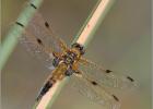 four-spotted chaser - Hickling