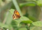 gatekeeper (Pyronia tithonus)-hickling