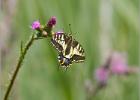 hanging on - Hickling