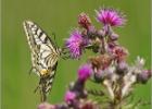 hungry swallowtail - Hickling