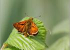 large skipper - Hickling