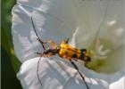 long-horned beetle (Strangalia maculata) - Strumpshaw