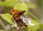 sipping skipper - Dunwich