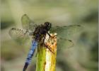 skimmer on a stick - Strumpshaw