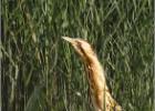 sticking one's neck out - Minsmere