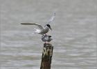 stop messing about and give me the fish - Minsmere