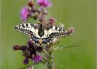 swallowtail (Papilio machaon) - Hickling