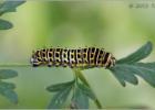 swallowtail caterpillar - Hickling