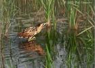 wary bittern - Minsmere