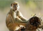 baboon