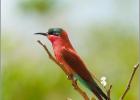 carmine bee eater