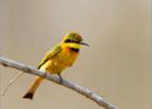 little bee eater-2