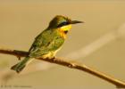 little bee eater