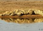 on reflection-Nile crocodile