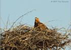 tawny eagle