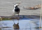 09-white wagtail