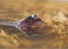 10-common frog