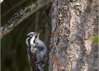 16-three toed woodpecker (female)