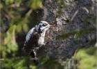 17-three toed woodpecker (2)