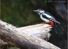 18-greater spotted woodie