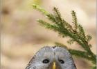 20-ural owl